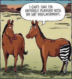 zebre